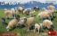 Picture of Sheep