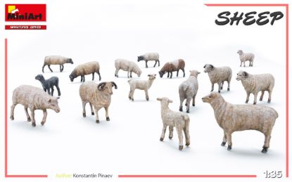 Picture of Sheep