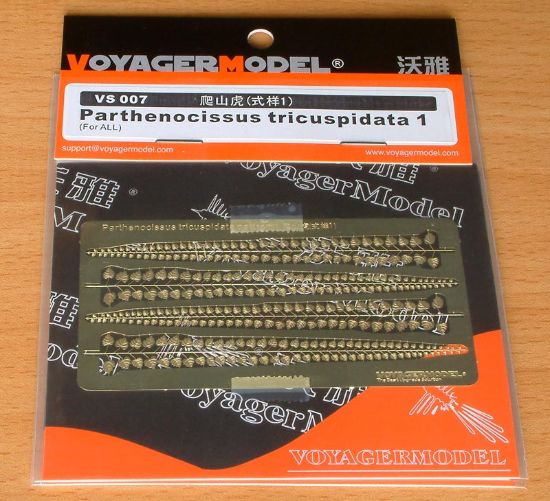 Picture of Parthenocissus tricuspidata 1